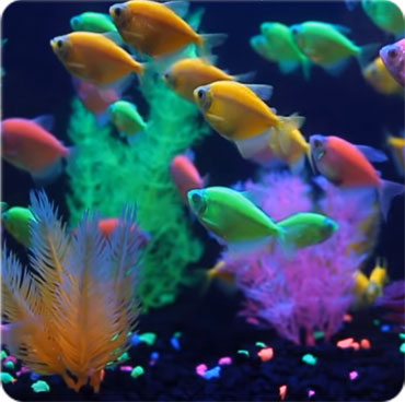 Glow in the dark fish petsmart best sale